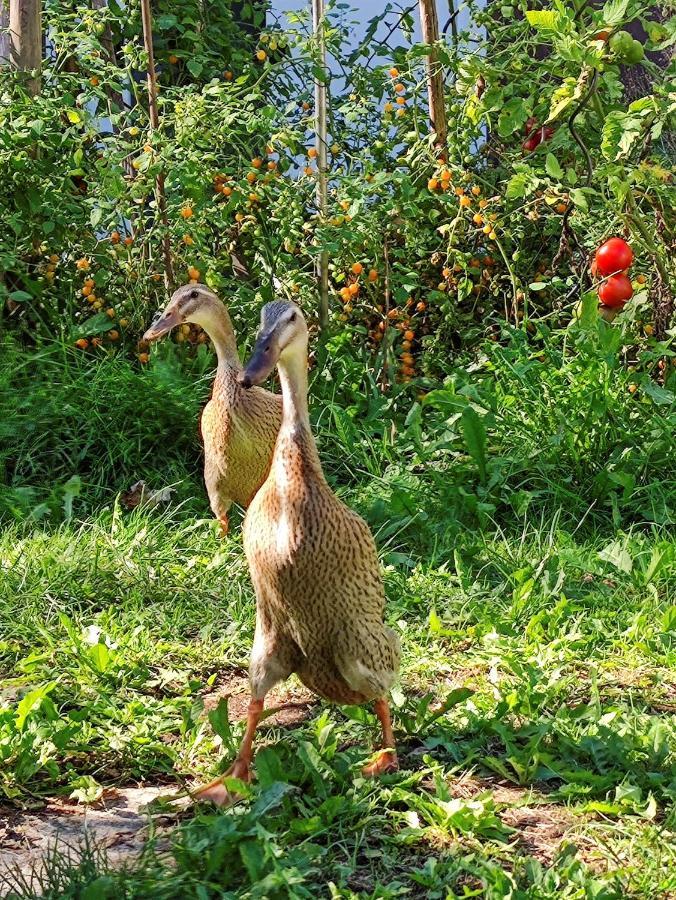 Modernes Zimmer Am Park Mit Garten, Huehner & Enten Munich Luaran gambar